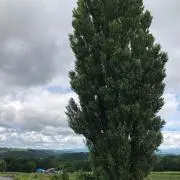 ザキの画像
