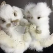 くるみ