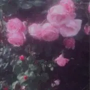 トレミーの画像