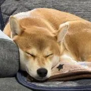 ふぅの画像
