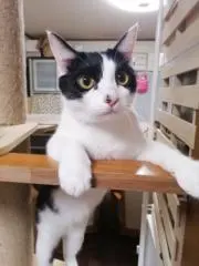 チカ★の画像