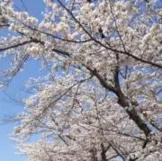 AQUAの画像