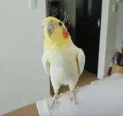 miyanの画像