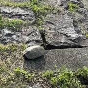 さい