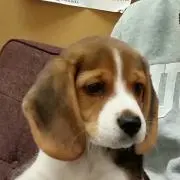 みかんの画像