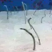 コメント歓迎(^^)の画像