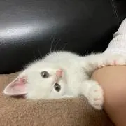 N氏