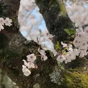 さくらの画像