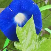 みむる