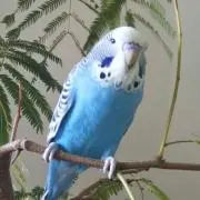 ソーダ