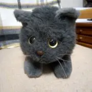 ぶりの画像