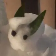 白ウサギの画像
