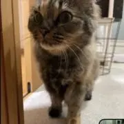 りんこちゃんの画像