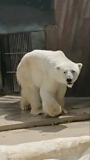 ちー