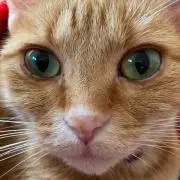 猫飼ってます