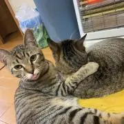 ryouの画像
