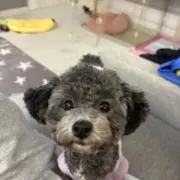 きらら