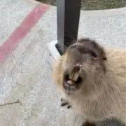 結局の画像