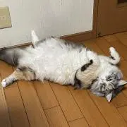 がんす