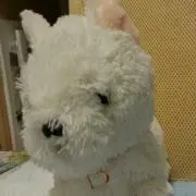 クララ