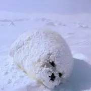 Tomの画像