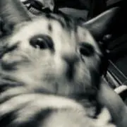 cRの画像