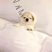 ベルンの画像