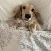 うぃるべぇの画像
