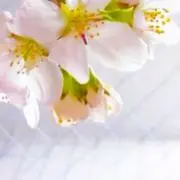 エアリー&エアリーの画像