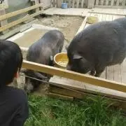 あやままの画像