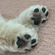 ゆきりんこ