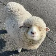 じろの画像