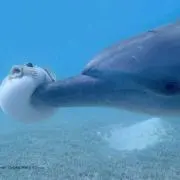 manaの画像