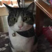 珠恵