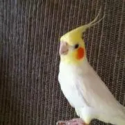 ピーよんの画像