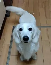 marinの画像