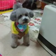 ぎんぺーくんの画像