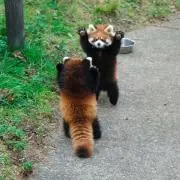 とーてむの画像