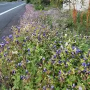 すぎ