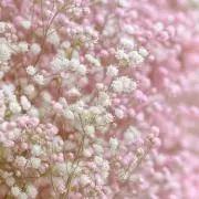 ソワールの画像