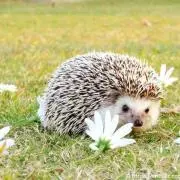 おこめ