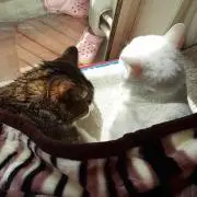 さち