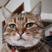 巫女もメタルの画像