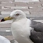 クラムルアーの画像