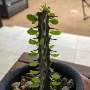 アローの画像