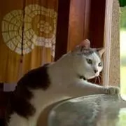 眠り猫の画像
