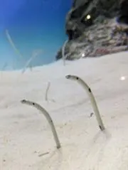 ネコの画像