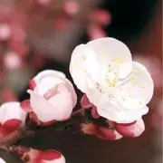 ピロ