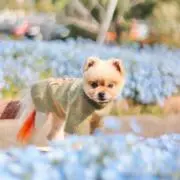えるも/ハンドメイド/ベビー/ペット