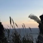 samの画像